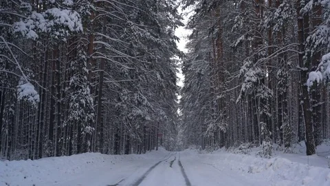 Through the winter forest on the road Video stock 85135256