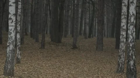 Through The Woods 120 FPS 1 스톡 동영상 20915860