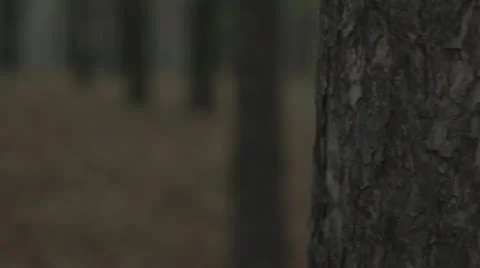 Through The Woods 120 FPS 2 스톡 동영상 20916188