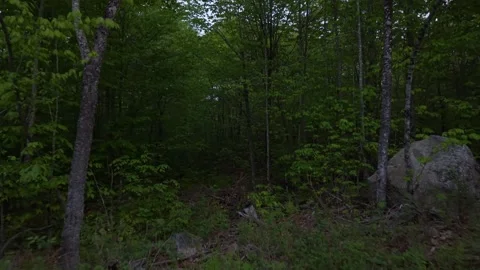 Through the woods 5-23-26 Stock-Footage 335690202