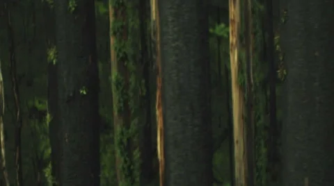 Through the woods Stock Footage 52594496