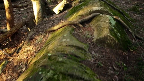 Through the woods Stock Footage 88971110