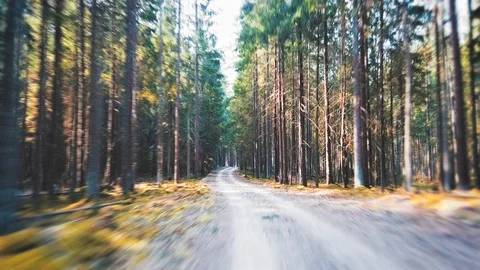Through the woods - hyperlapse Stock Footage 106453413