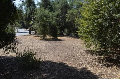 Through the woods 스톡 사진