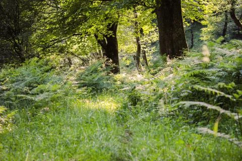 Through the Woods Foto stock