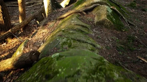 Through the woods quick Stock Footage 89004358