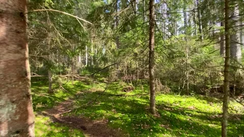 Throught the megic green forest Video stock 276824677