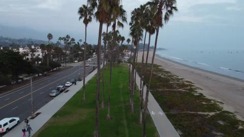 ThroughThePalms Stock Footage 166743037