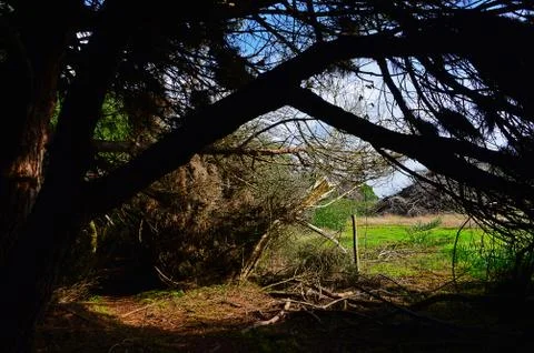 Throw down trees in Rota Vicentina near Zambujeira du Mar in Southern Portuga Stock Photos