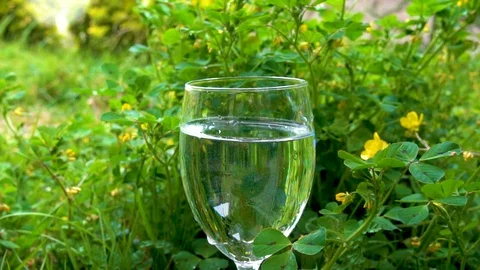 Throw flowers into a cup of water Vidéo 106000323
