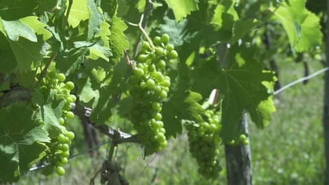 Throw focus of grapes growing on a vine in Italy Stock Footage 104846496