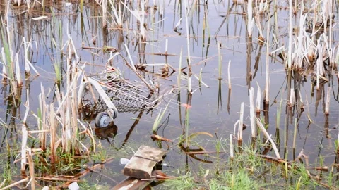 Throw garbage in the lake and the city Park.Poor environment in the city. Stock Footage 130885859