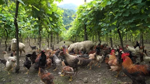 Throw grain to poultry Stock Footage 200930053