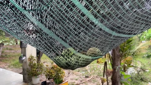 Throw the mango into the net Close up of tree with green mango fruit in the Stock Footage 277410247