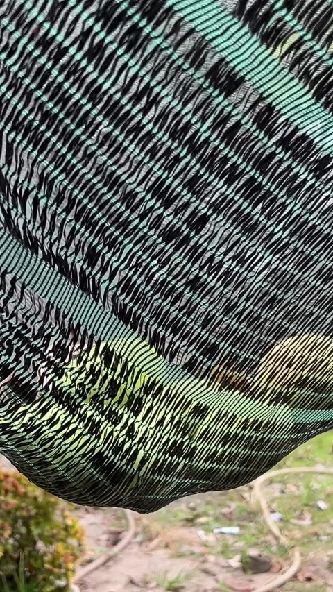 Throw the mango into the net Close up of tree with green mango fruit in the Stock Footage 277508360