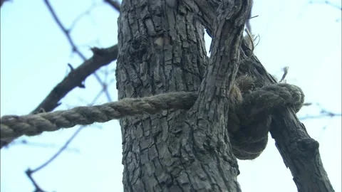 Throw a rope stuck on a branch Stock Footage 235276784