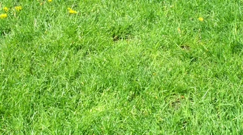 Throw shoe 스톡 동영상 397197