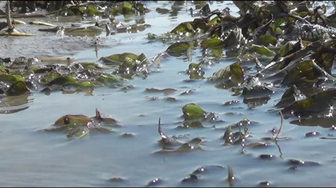 Throw the snake on the operator Stockbeeldmateriaal 39787334