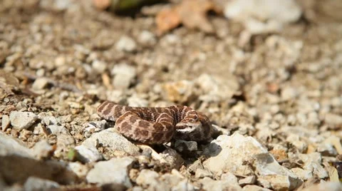 Throw snakes Stock Footage 43054444