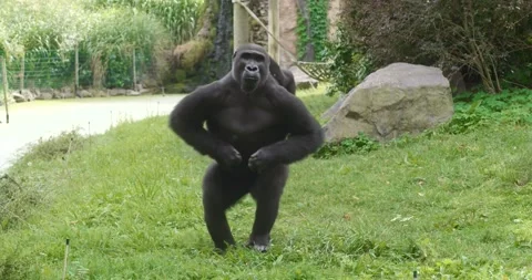 Throwing an Apple to Gorillas in the Zoo Stock-Footage 140607270