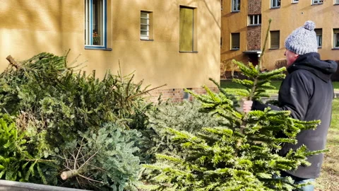 Throwing away an old Christmas tree Stock Footage 146518445