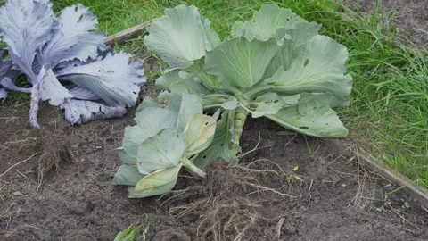 Throwing away the stalks of white cabbage after separating the head Stock Footage 145640003