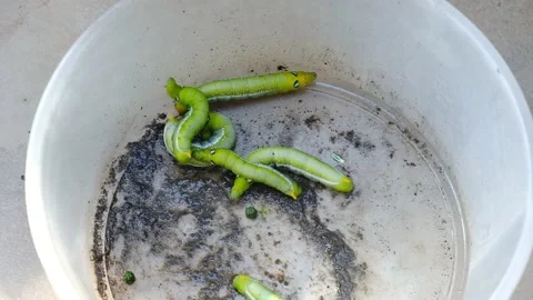 Throwing Big Caterpillar Stock Footage 159184330