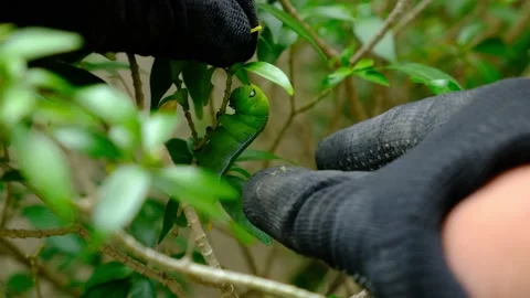 Throwing Big Caterpillar Stock Footage 162177549