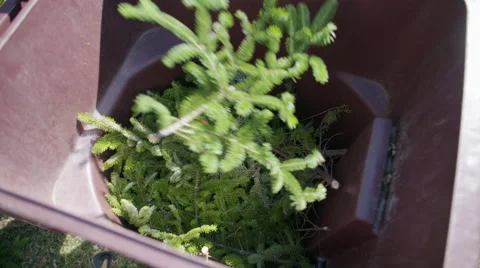 Throwing branches from Christmas Tree into compost bin 4K Stock Footage 48582576