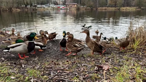 Throwing bread to the ducks on the lake, the ducks are coming closer and closer Video stock 256908516