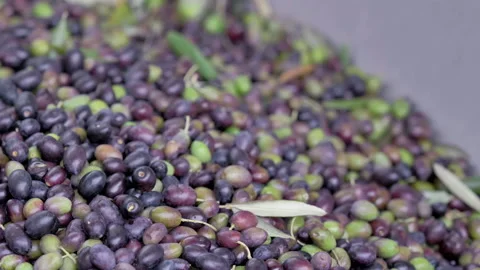 Throwing bunch of olives in machine during harvest in carso karst Video stock 233895027