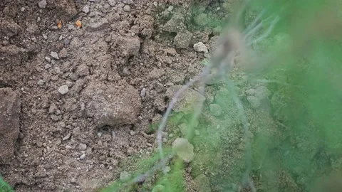 Throwing dirt into trench with seedling Stockbeeldmateriaal 156996693