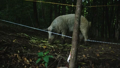 Throwing food for a pig 스톡 동영상 92410727
