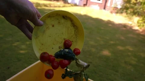 Throwing food scraps waste into compost bin Stock Footage 346241273