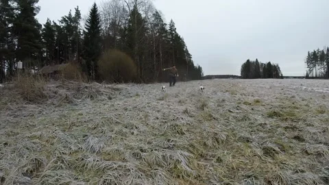 Throwing frisbee towards camera and two terriers run after it Stock Footage 145672894