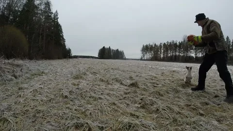 Throwing frisbee with two white terriers Stock Footage 145672809