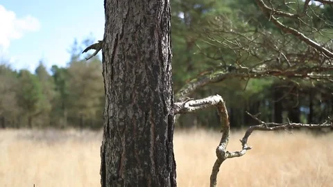 Throwing knife hitting tree Stock Footage 75070531