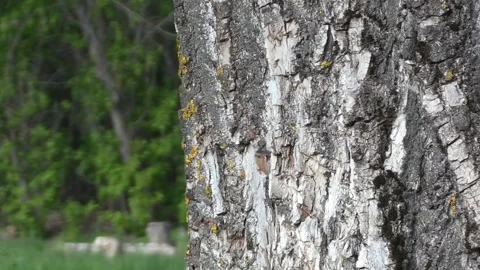 Throwing Knife. Kunai is stuck in a tree trunk. Shooting close Video stock 153955168