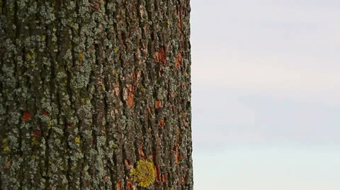 Throwing knife in  trunk of the tree Stock Footage 22540015