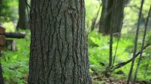 Throwing knives stick in tree Stock Footage 73060114