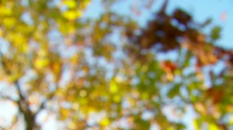 Throwing leafs 動画素材 8771816