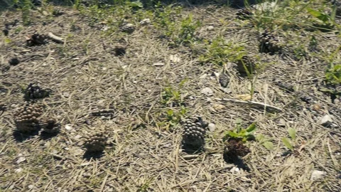 Throwing pinecone on the ground Stock Footage 112777694