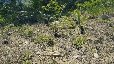 Throwing pinecone on the ground with movement Stock Footage 112777690