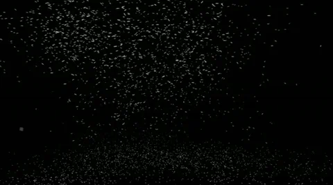 Throwing rice Stock Footage 10836075