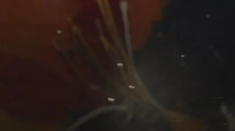 Throwing rice grains Stock Footage 62640141