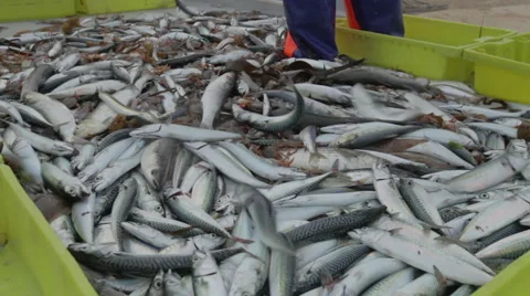 Throwing Sardines Stock Footage 49506411