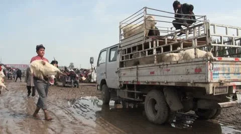 Throwing sheep in the back of a truck at the Livestock market of Kashgar, China Stock Footage