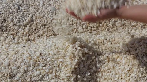 Throwing shells up in the air Stock Footage 70964193