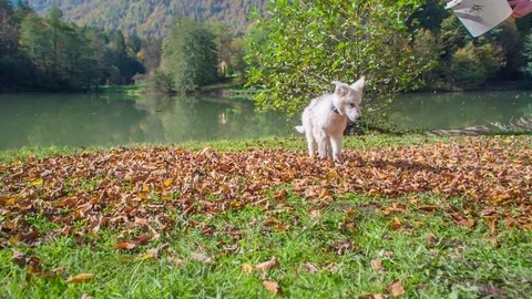 Throwing some dirt on a poor white dog from a bucket Stock Footage 83776493