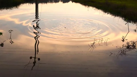 Throwing a stone causes ripple formation in a pond at sunset. 動画素材 152085016